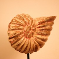 Carved Wooden Ammonite Shell Sculpture Hand-carved wooden sculpture shaped after a spiral ammonite fossil, showing ridged chamber detailing along its curve, mounted upright on a compact stand.